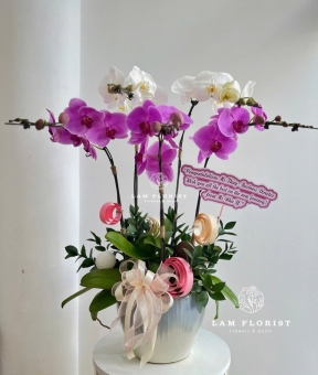 Chậu Lan 5 Cành - Tím mix Trắng