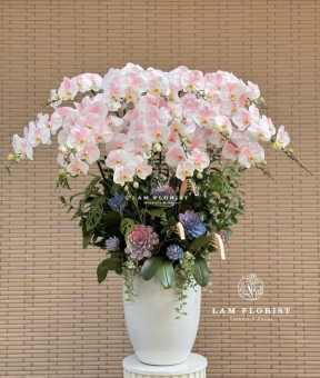 Chậu Lan Hồ Điệp 15 Cành Trắng Phớt Hồng