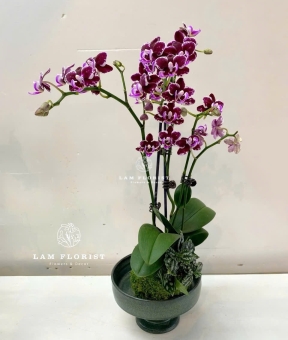 Chậu Lan Hồ Điệp Tím Mini – Vẻ Đẹp Huyền Bí & Sang Trọng