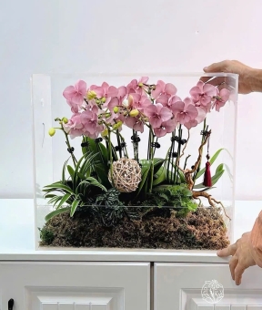 Hộp Mica Lan Hồ Điệp Hồng Pastel – Thanh Lịch & Tinh Tế