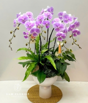 Chậu Lan Hồ Điệp Tím Nhạt 5 Cành – Thanh Lịch & Sang Trọng