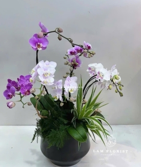 Chậu Lan Hồ Điệp Mini 7 Cành Tím Trắng – Sang Trọng & Trang Nhã