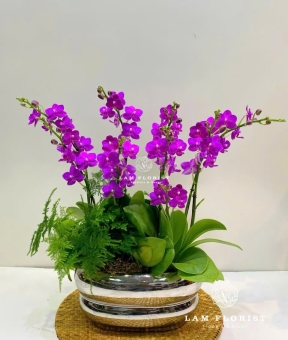 Chậu Lan Hồ Điệp Mini 7 Cành Tím  Sang Trọng 