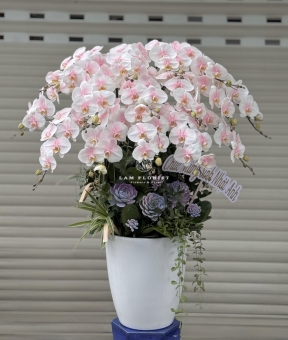 THIÊN NGA HỒNG – CHẬU LAN HỒ ĐIỆP 15 CÀNH