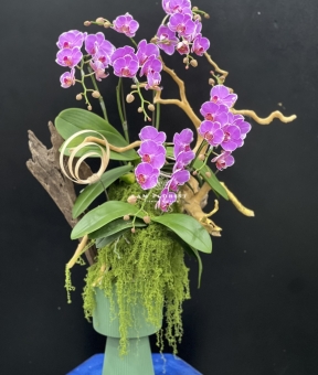 “Sắc Ngọc Thịnh Vượng – Lan Hồ Điệp Tím Rực Rỡ” 💜