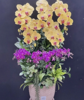 Phúc Lộc Vượng Niên