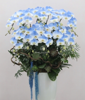  “Emerald Grace – Ngọc Lục Thanh Hoa”