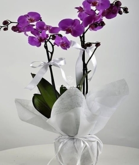 Orchid Marble Elegance – Lan Cẩm Thạch Quý Phái