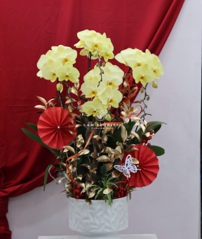 🌼 LAN HỒ ĐIỆP LŨA GỖ – KHỞI ĐẦU MAY MẮN, TÀI LỘC BỀN LÂU 🌼