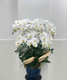 Chậu Hồ điệp trắng 7 cành 