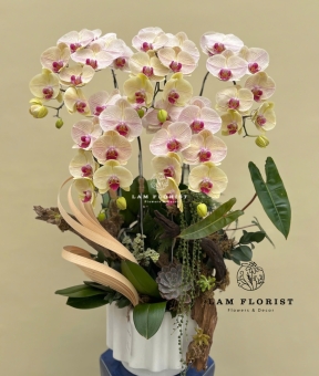 Chậu Lan 5 cành sang trọng