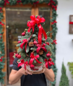 CHÂỤ THÔNG NOEL 01