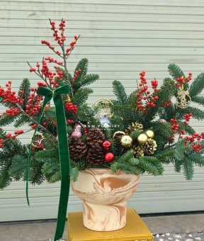 Chậu Thông Noel nhập khẩu 