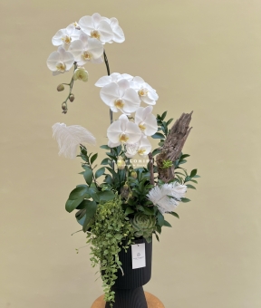 Chậu 2 cành Hồ Điệp trắng Thanh Khiết