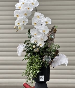 Chậu 2 cành Hồ Điệp Trắng