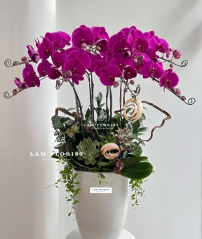 Chậu Lan Hồ Điệp Truyền Thống - 8 Cành
