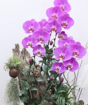 Chậu Lan Lụa Gỗ Nghệ Thuật – Vẻ Đẹp Vĩnh Cửu (Elegant Driftwood Orchid Arrangement)