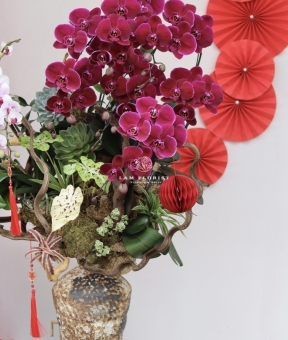 LAN HỒ ĐIỆP ĐỎ PHÚ QUÝ – KHAI XUÂN MAY MẮN, VƯỢNG KHÍ CẢ NĂM