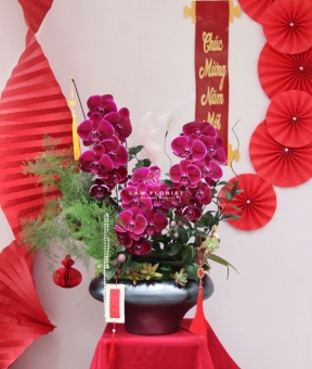 LAN HỒ ĐIỆP ĐỎ PHÚ QUÝ – ĐIỂM NHẤN SANG TRỌNG CHO KHÔNG GIAN NGÀY TẾT