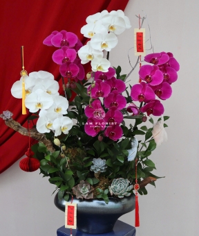 “Song Hỷ Phú Hoa – Sắc Xuân Giao Hoà”