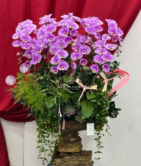 “Tử Vân Thịnh Vượng – Sắc Hoa Vượng Khí”