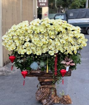 “Kim Mộc Phú Quý – Vượng Khí Trường Tồn”