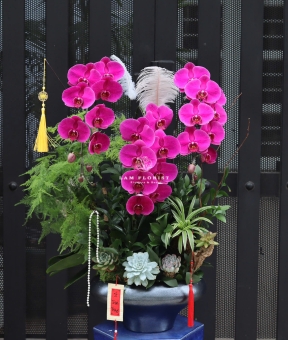 “Hồng Phúc An Khang – Sắc Hoa Thịnh Vượng”