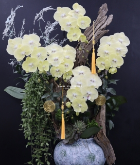 “Lan Hồ Điệp Vàng Gỗ Lũa – Vượng Khí Sinh Tài”