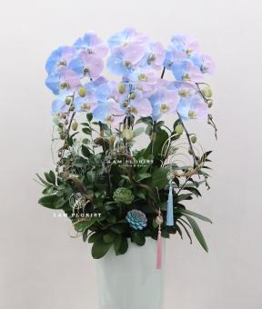 “Lan Hồ Điệp Sky Blue – Thanh Khiết Thịnh Vượng”