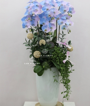 “Lan Hồ Điệp Pastel Nhập Khẩu – Dịu Êm Thanh Nhã”