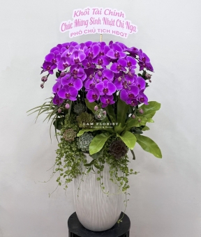 Châu Lan Hồ Điệp Tím 