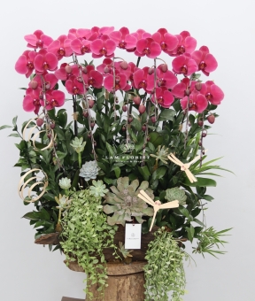 Lan Gỗ Lũa Chúc Mừng Đỏ Thẫm 