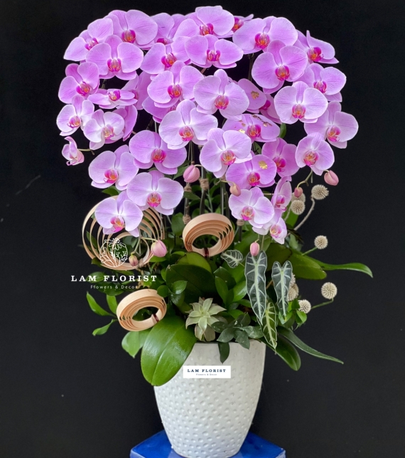 Hương Sắc An Nhiên – Serenity Orchid