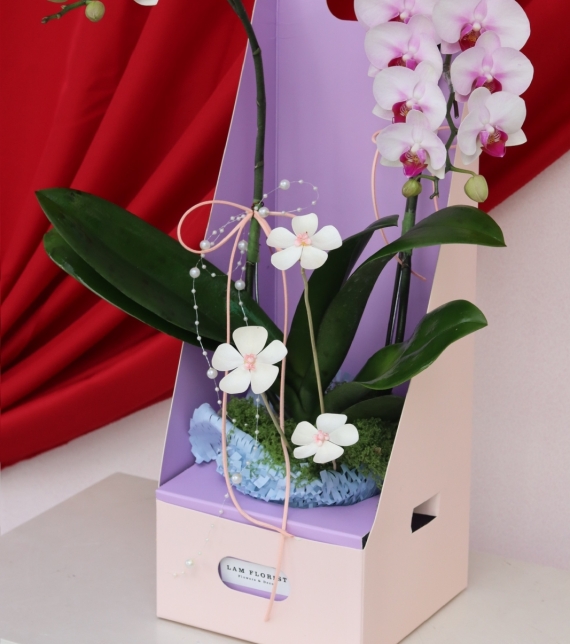 Lan Ngọc An Xuân Mini 