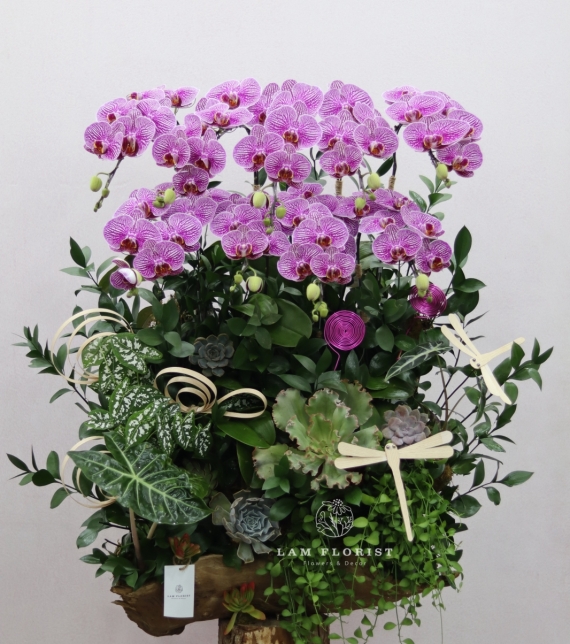 “Lan Vũ Thành Công” 