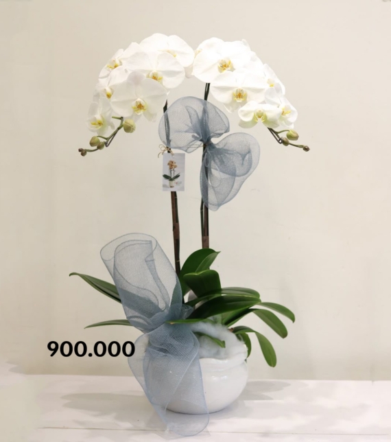 Pure Orchid Elegance – Thanh Khiết Lan Ngọc