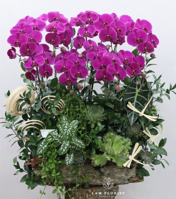 “Vượng Lan Phú Quý”