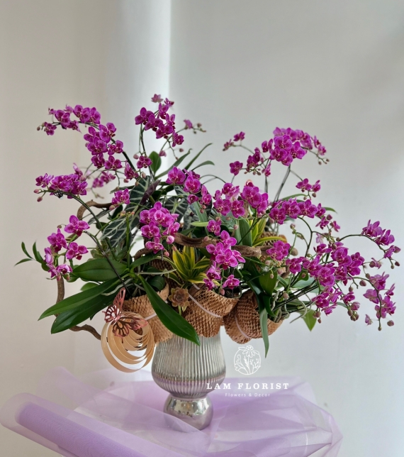 Lan Hồ Điệp Mini Tím Thanh Tú