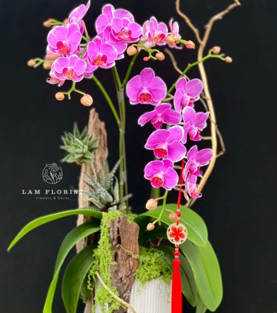 “Vũ điệu Tài Lộc”