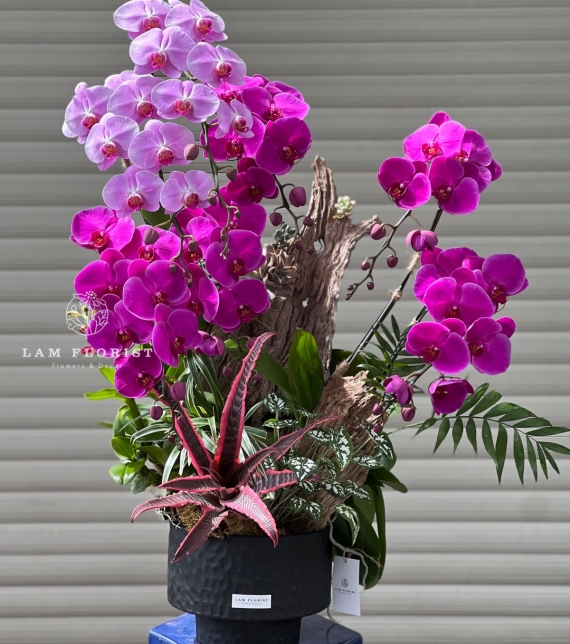 Chậu Lan Hồ Điệp Song Sắc Vượng Tài