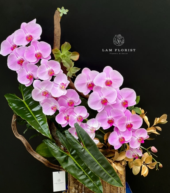  “Tựa Nắng Bình Minh – Lan Hồ Điệp Hồng Pastel” 🌸