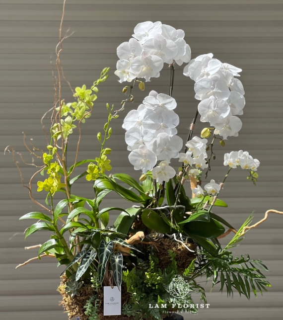 Lan Hồ Điệp Trắng Ngọc Quý