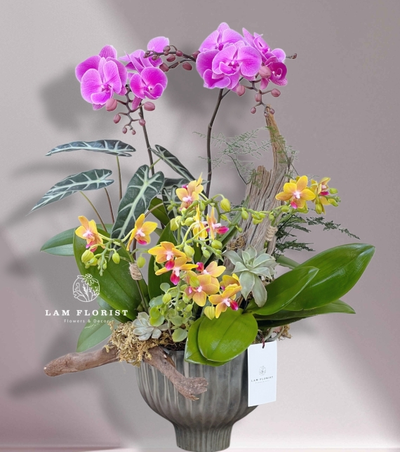 Chậu Lan Hồ Điệp Song Sắc – Thanh Tao & Rực Rỡ 