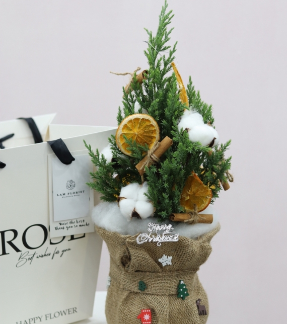 Chậu Sơn Tùng mini- Mini Cozy Tree