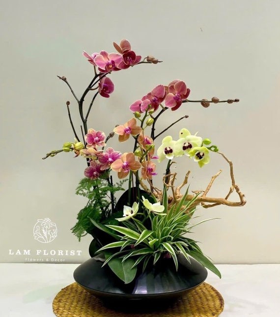 Chậu Lan Hồ Điệp Mini 5 Cành Mix