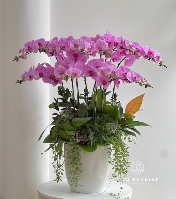 Chậu Lan Hồ Điệp Hồng - Chậu Sứ Trắng Bầu