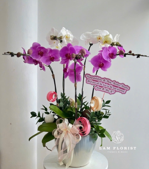 Chậu Lan 5 Cành - Tím mix Trắng