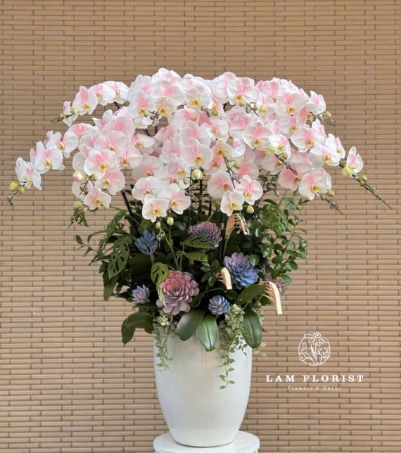 Chậu Lan Hồ Điệp 15 Cành Trắng Phớt Hồng