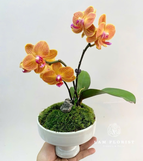 Chậu Lan Hồ Điệp Mini Cam Vàng – Tươi Sáng & Ấm Áp