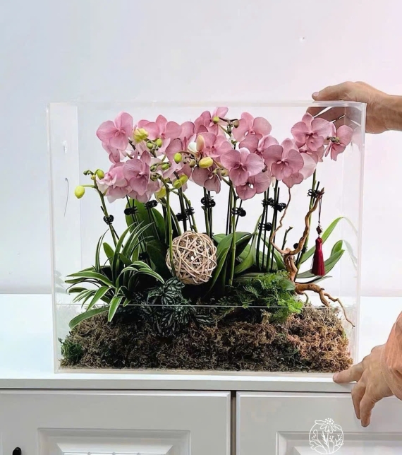 Hộp Mica Lan Hồ Điệp Hồng Pastel – Thanh Lịch & Tinh Tế